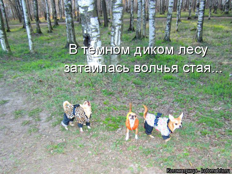 Котоматрица: В темном диком лесу затаилась волчья стая...
