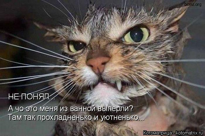 Котоматрица: НЕ ПОНЯЛ... А чо это меня из ванной выперли?  Там так прохладненько и уютненько...