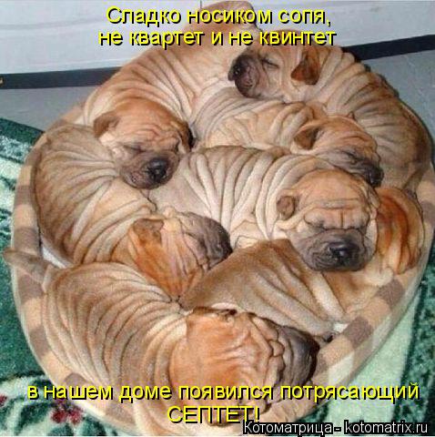 Котоматрица: Сладко носиком сопя,  не квартет и не квинтет в нашем доме появился потрясающий  СЕПТЕТ!