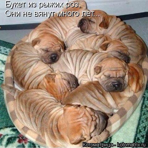 Котоматрица: Букет из рыжих роз, Они не вянут много лет...