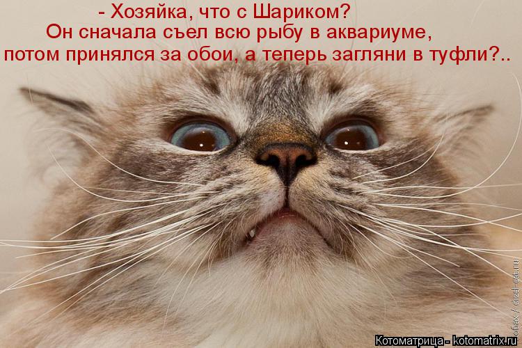 Котоматрица: - Хозяйка, что с Шариком?  Он сначала съел всю рыбу в аквариуме, потом принялся за обои, а теперь загляни в туфли?..