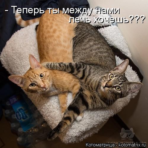 Котоматрица: - Теперь ты между нами  лечь хочешь???
