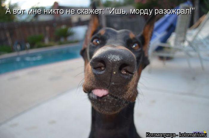 Котоматрица: А вот мне никто не скажет: "Ишь, морду разожрал!"