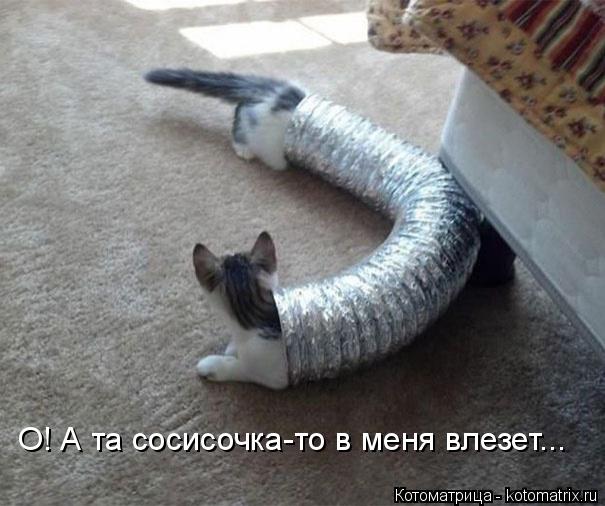 Котоматрица: О! А та сосисочка-то в меня влезет...