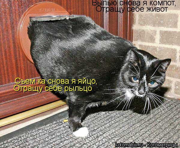 Котоматрица: Выпью снова я компот, Отращу себе живот Съем ка снова я яйцо, Отращу себе рыльцо