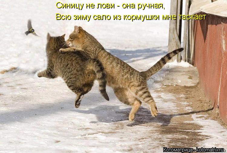 Котоматрица: Синицу не лови - она ручная, Всю зиму сало из кормушки мне таскает