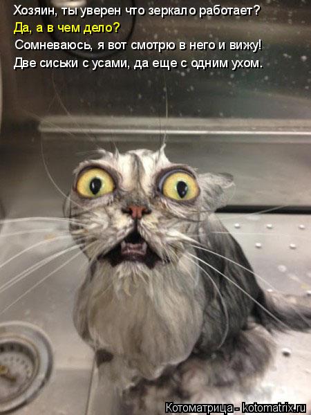 Котоматрица: Хозяин, ты уверен что зеркало работает? Да, а в чем дело? Сомневаюсь, я вот смотрю в него и вижу! Две сиськи с усами, да еще с одним ухом.
