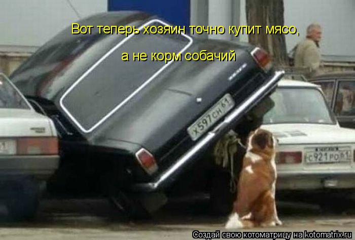 Котоматрица: Вот теперь хозяин точно купит мясо,  а не корм собачий