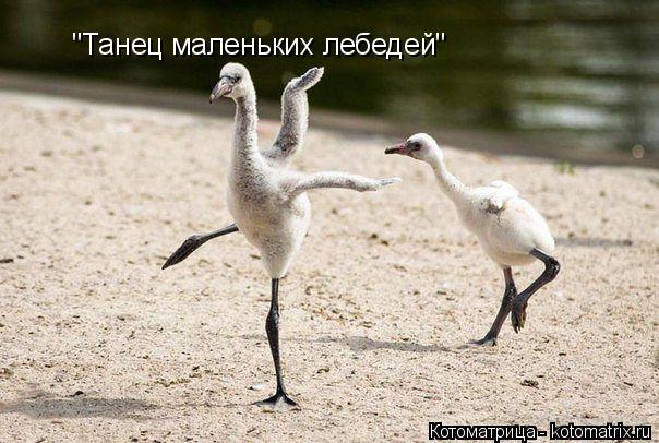 Котоматрица: "Танец маленьких лебедей"