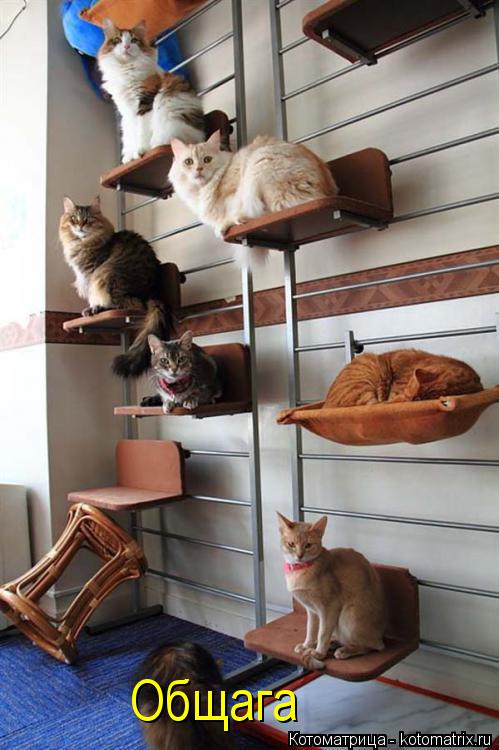 Общага... Котоматрица: Общага