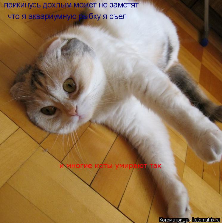 Котоматрица: прикинусь дохлым может не заметят что я аквариумную рыбку я съел и многие коты умирают так
