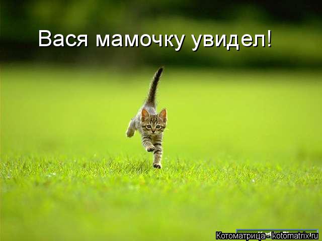 Вася мамочку увидел!... Котоматрица: Вася мамочку увидел!