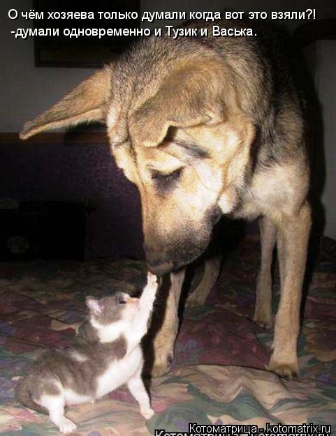 Котоматрица: О чём хозяева только думали когда вот это взяли?! -думали одновременно и Тузик и Васька.
