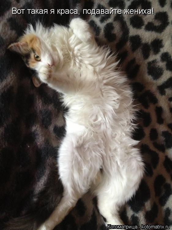 Вот такая я краса, подавайте жениха!... Котоматрица: Вот такая я краса, подавайте жениха!