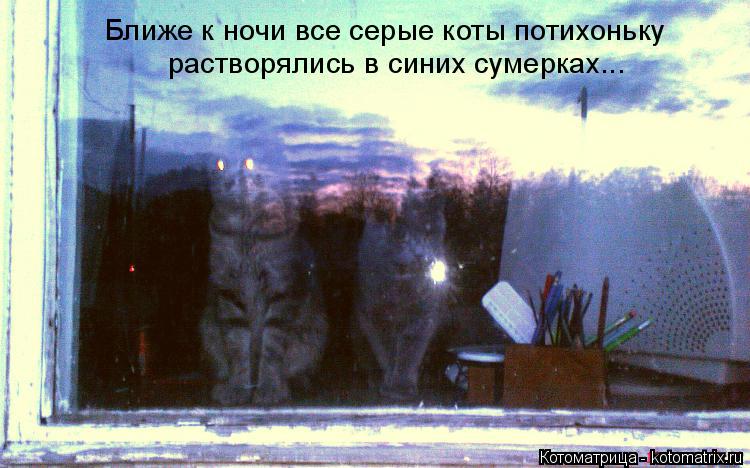 Котоматрица: Ближе к ночи все серые коты потихоньку растворялись в синих сумерках...