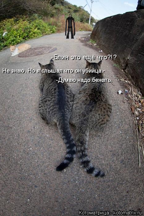 -Блин это ещё что?!? Не знаю. Но я слышал что он убийца.- -Думаю надо бежать.... Котоматрица: -Блин это ещё что?!? Не знаю. Но я слышал что он убийца.- -Думаю надо бежать.