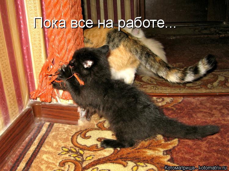 Пока все на работе...... Котоматрица: Пока все на работе...