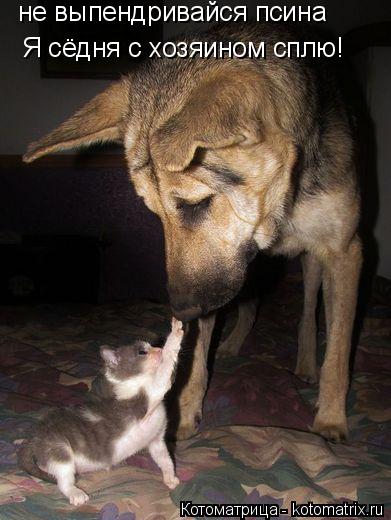 Котоматрица: не выпендривайся псина  Я сёдня с хозяином сплю!