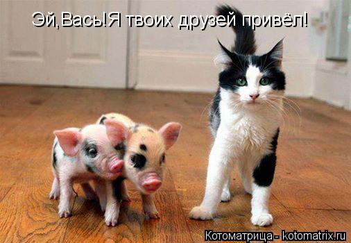 Котоматрица: Эй,Вась!Я твоих друзей привёл!