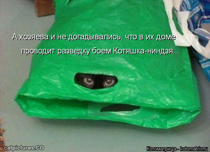 А хозяева и не догадывались, что в их доме проводит разведку боем Котяшка-ниндзя...... Котоматрица: А хозяева и не догадывались, что в их доме проводит разведку боем Котяшка-ниндзя...