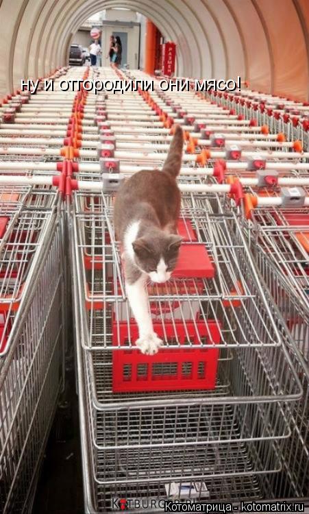 ну и отгородили они мясо!... Котоматрица: ну и отгородили они мясо!