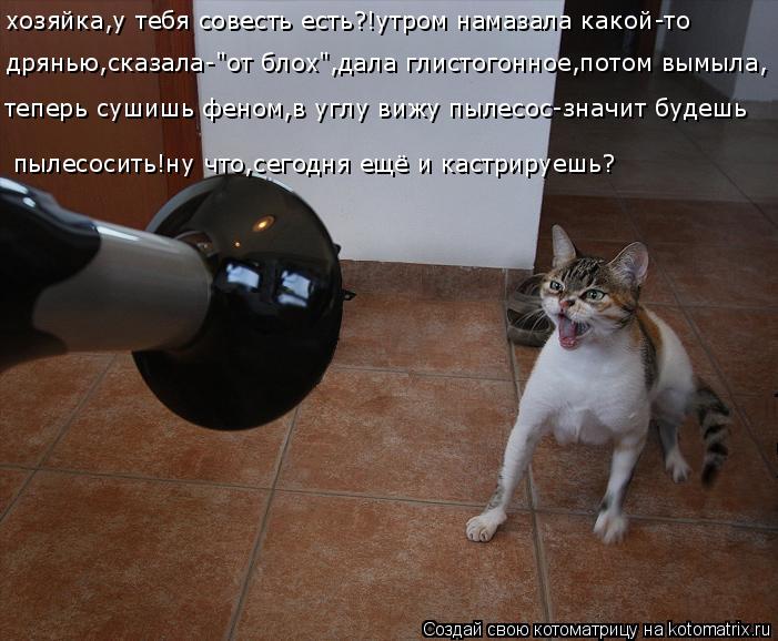 хозяйка,у тебя совесть есть?!утром намазала какой-то дрянью,сказала-"от блох",дала глистогонное,пото... Котоматрица: хозяйка,у тебя совесть есть?!утром намазала какой-то дрянью,сказала-"от блох",дала глистогонное,потом вымыла, теперь сушишь феном,в углу виж