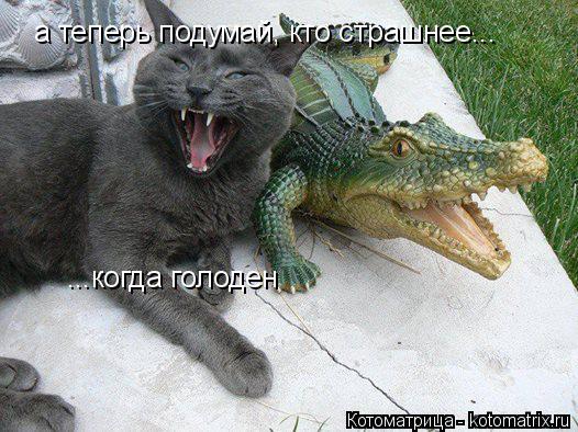 а теперь подумай, кто страшнее... ...когда голоден... Котоматрица: а теперь подумай, кто страшнее... ...когда голоден