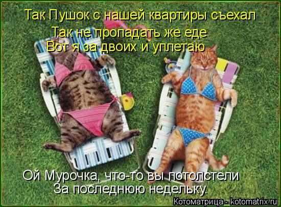 Ой Мурочка, что-то вы потолстели За последнюю недельку. Так Пушок с нашей квартиры съехал Так не пр... Котоматрица: Ой Мурочка, что-то вы потолстели За последнюю недельку. Так Пушок с нашей квартиры съехал Так не пропадать же еде Вот я за двоих и уплетаю