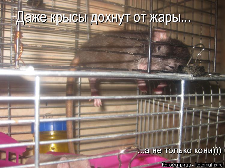 Котоматрица: Даже крысы дохнут от жары... ...а не только кони)))