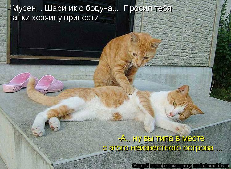 - Мурен... Шари-ик с бодуна.... Просил тебя тапки хозяину принести.... -А.. ну вы типа в месте с это... Котоматрица: - Мурен... Шари-ик с бодуна.... Просил тебя тапки хозяину принести.... -А.. ну вы типа в месте с этого неизвестного острова....