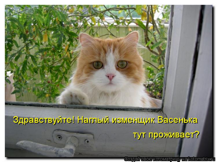 Котоматрица: Здравствуйте! Наглый изменщик Васенька  тут проживает?
