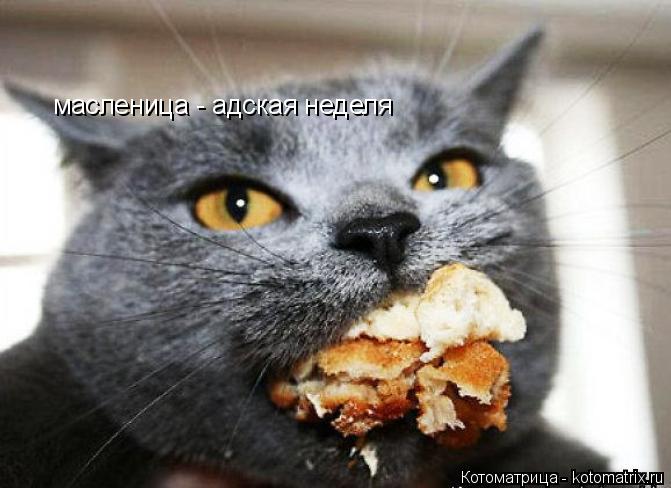 масленица - адская неделя... Котоматрица: масленица - адская неделя