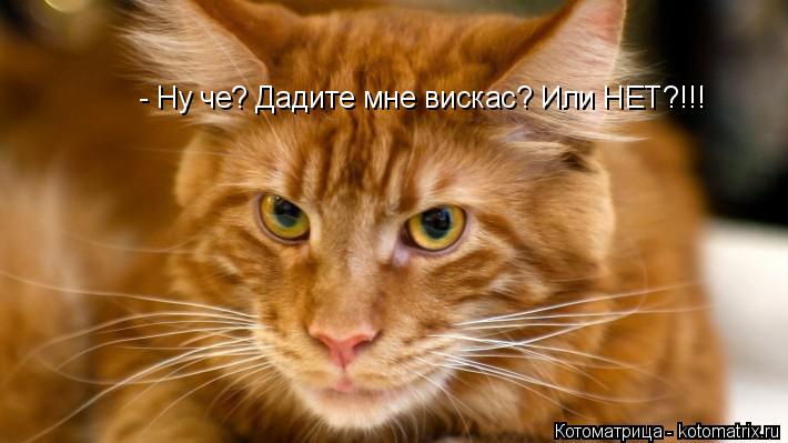 Котоматрица: - Ну че? Дадите мне вискас? Или НЕТ?!!!
