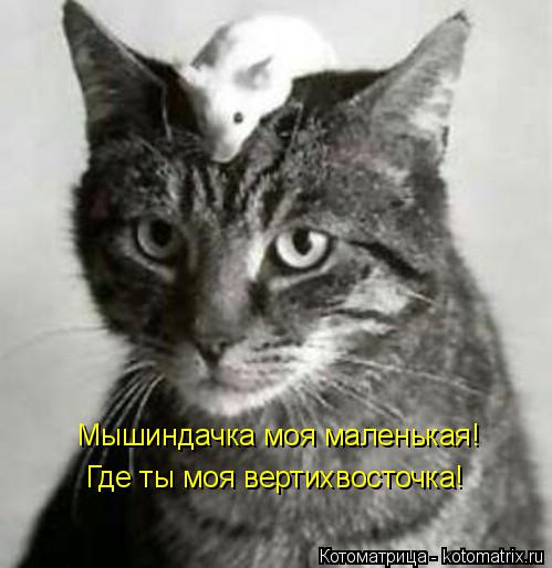 Котоматрица: Мышиндачка моя маленькая! Где ты моя вертихвосточка!