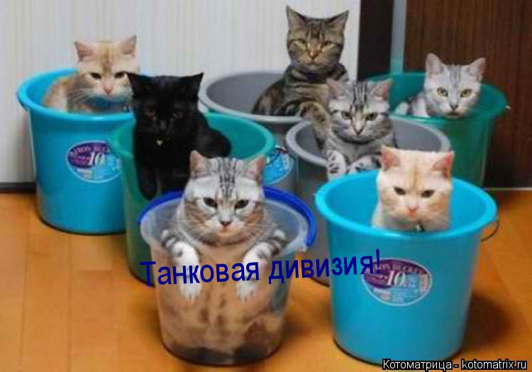 Котоматрица: Танковая дивизия!