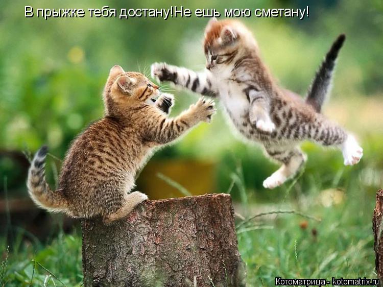 Котоматрица: В прыжке тебя достану!Не ешь мою сметану!