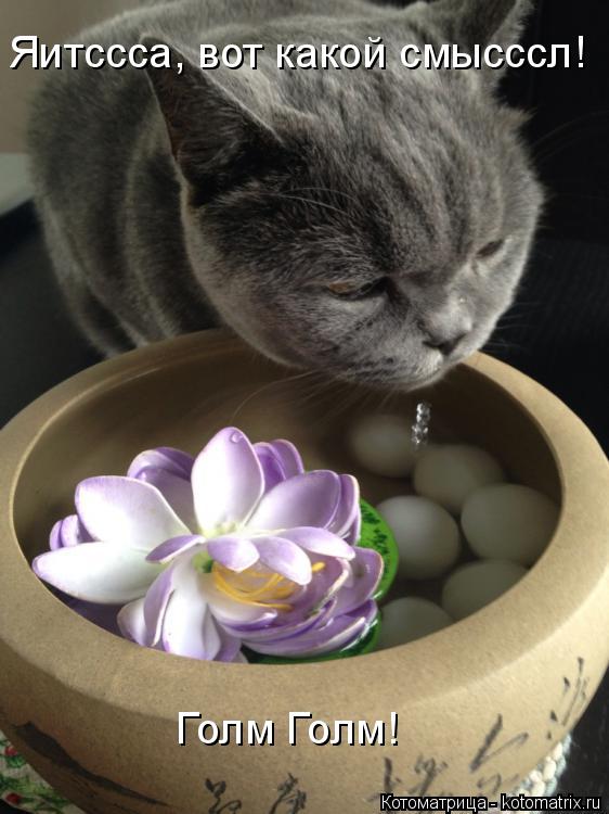 Котоматрица: Яитссса, вот какой смысссл! Голм Голм!