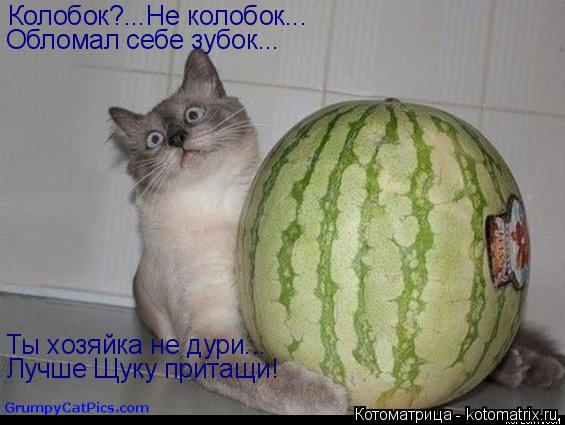 Котоматрица: Колобок?...Не колобок... Обломал себе зубок... Ты хозяйка не дури... Лучше Щуку притащи!