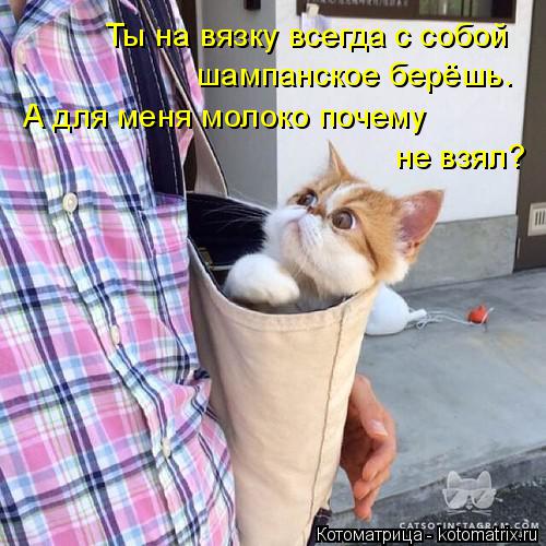 Котоматрица: Ты на вязку всегда с собой шампанское берёшь. А для меня молоко почему  не взял?