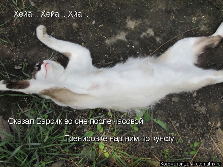 Котоматрица: Хейа... Хейа... Хйа... Сказал Барсик во сне после часовой  Тренировке над ним по кунфу!