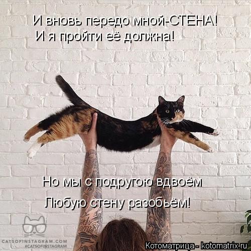 Котоматрица: И вновь передо мной-СТЕНА! И я пройти её должна! Но мы с подругою вдвоём Любую стену разобьём!