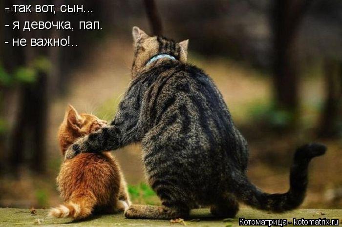 Котоматрица: - я девочка, пап. - так вот, сын... - не важно!..