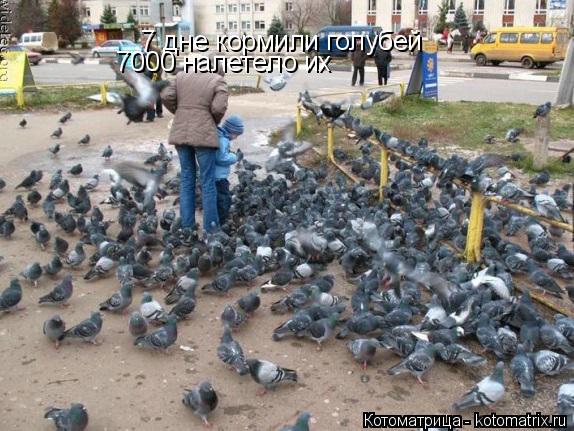 7 дне кормили голубей 7000 налетело их... Котоматрица: 7 дне кормили голубей 7000 налетело их