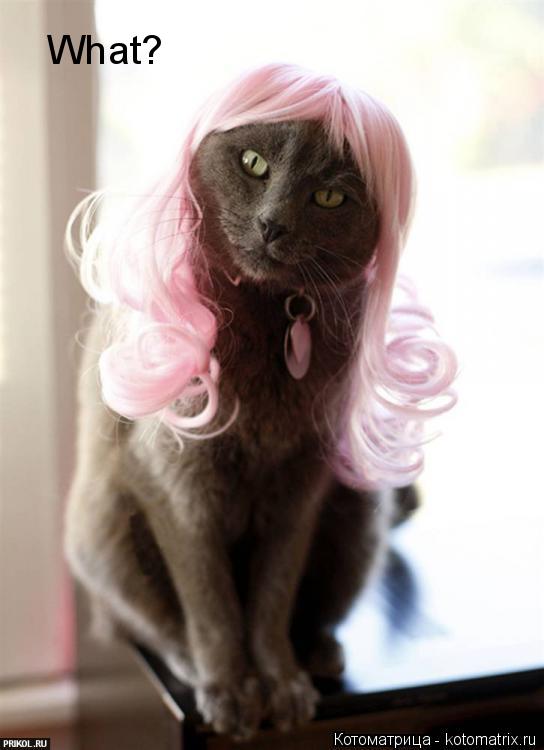 Котоматрица: What?