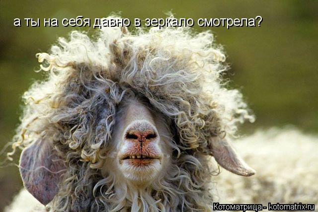 Котоматрица: а ты на себя давно в зеркало смотрела?