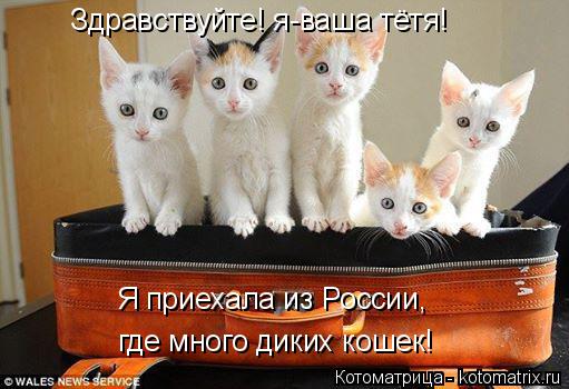 Здравствуйте! я-ваша тётя! Я приехала из России, где много диких кошек!... Котоматрица: Здравствуйте! я-ваша тётя! Я приехала из России, где много диких кошек!