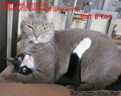 Массаж сердца И искусственное дыхание.. Кот в кот...... Котоматрица: Массаж сердца И искусственное дыхание.. Кот в кот...