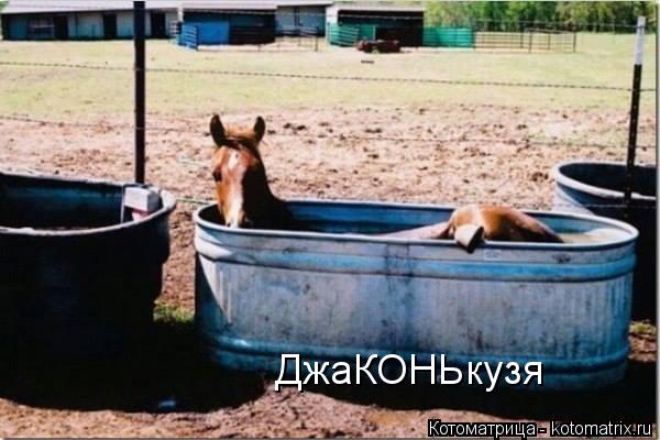 Котоматрица: ДжаКОНЬкузя