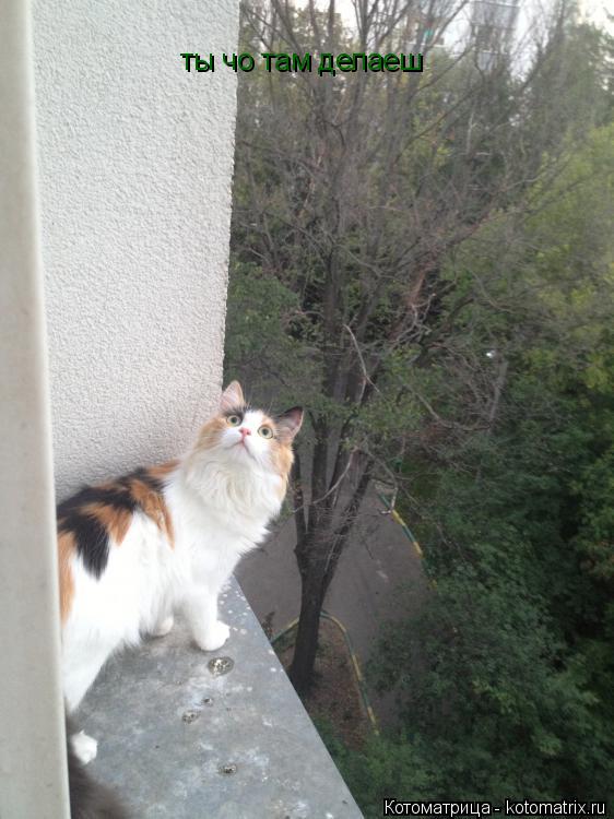 Котоматрица: ты чо там делаеш