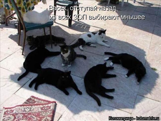 Котоматрица: Васек, отступай назад из всех ЗОЛ выбирают мньшее